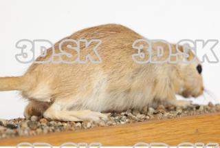 Gerbil - Meriones meridionus 0038